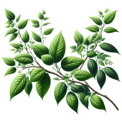 Strawberrylicious branch2.png