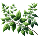 Strawberrylicious branch2