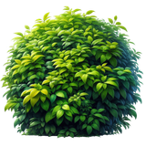 Strawberrylicious bush3