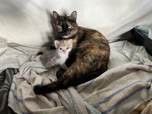 G uL6EwXYAIxgVi?format=jpg.jpg