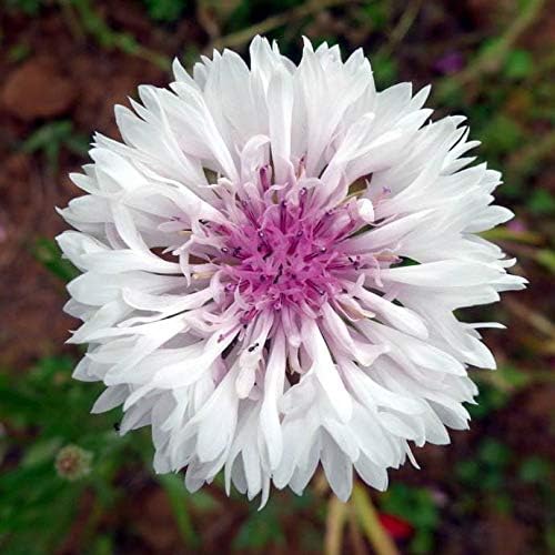 51H5b22TosL. AC .jpg