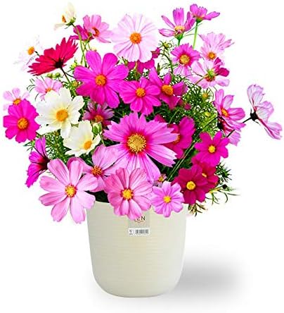 51Dspb74AxL. AC .jpg