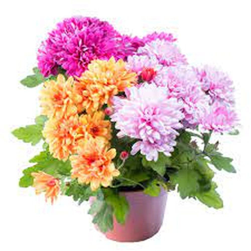 61I1T9W9mUL. SL1000 .jpg