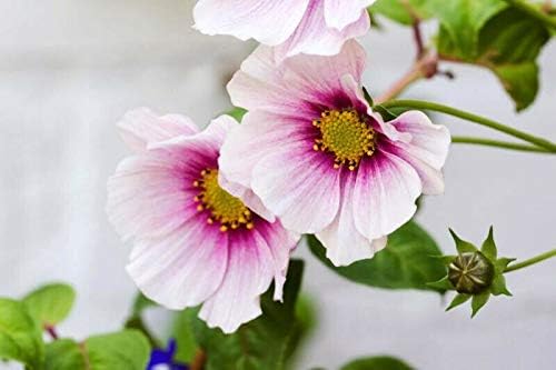 41n4Q4+rscL. AC .jpg