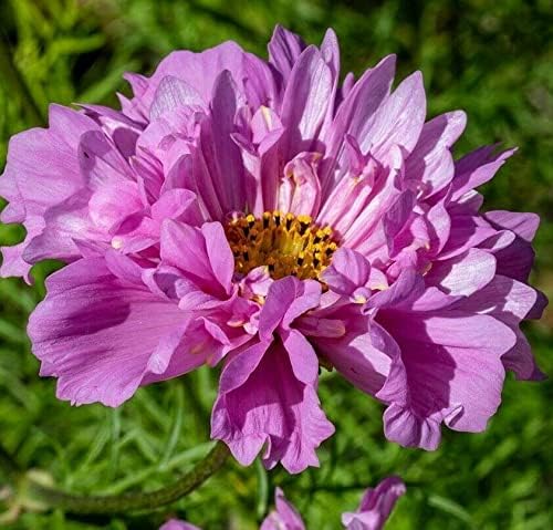 51Hyvbrq0cL. AC .jpg