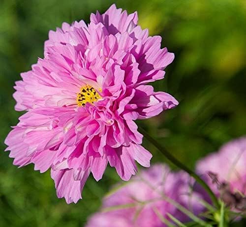 51BortxT1GL. AC .jpg