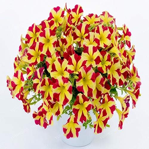 51fmUuSlDtL. AC .jpg