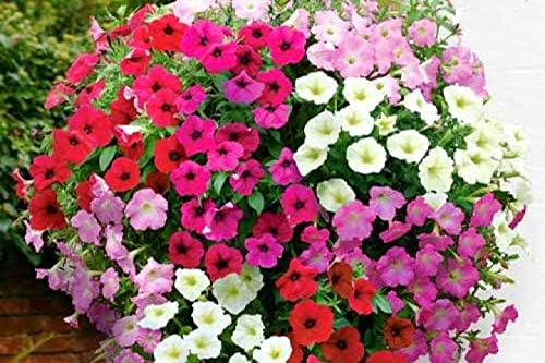 51fkB9l7TpL. AC .jpg