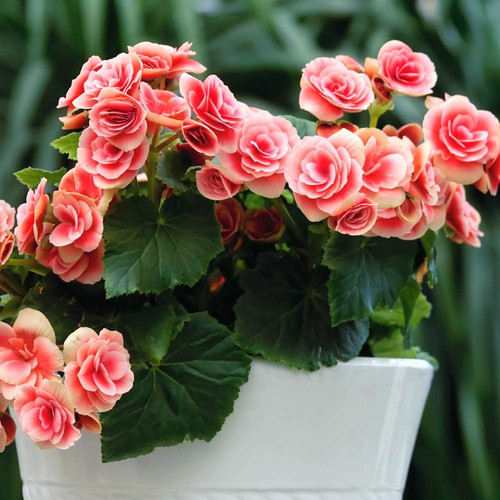 61sXqMbFUlL. AC SL1000 .jpg