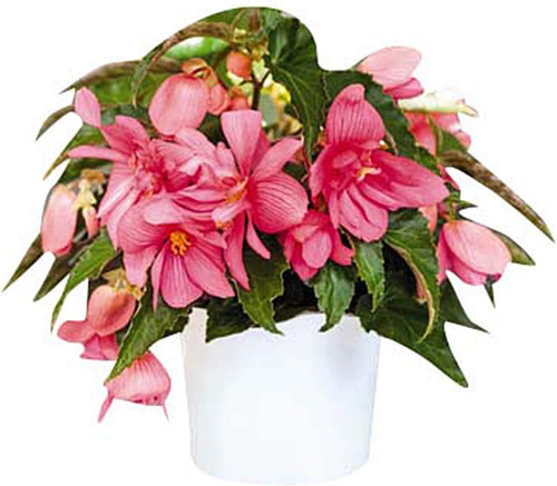 61XMqiV0peL. AC SL1500 .jpg