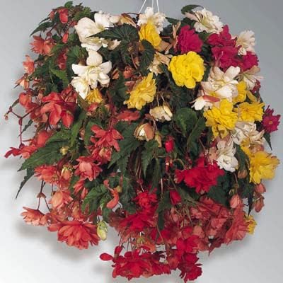 51kJTPMjPCL. AC .jpg