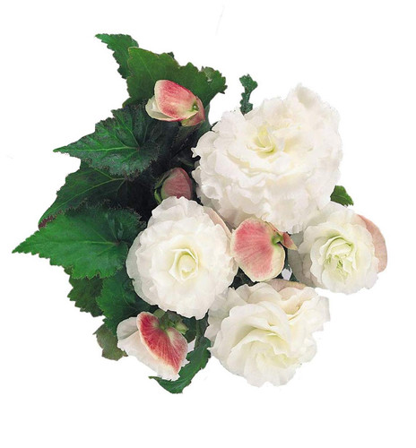 61zGwlS4q8L. SL1232 .jpg