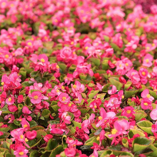 71taS5 zT9L. AC SL1000 .jpg