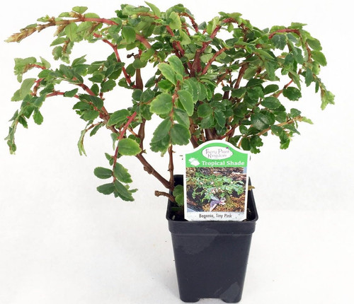 71phBW30hpL. AC SL1124 .jpg