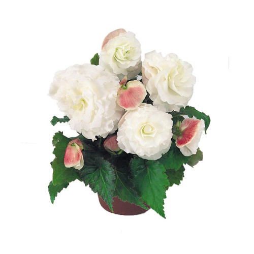 61lsKvMR4zL. SL1100 .jpg