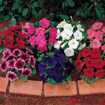 51WZzZCuS4L. AC .jpg