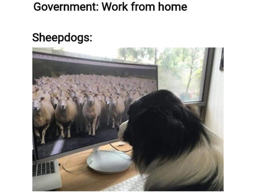 FunnyDogMemes 5 work from home 606b24d954598 700.jpg