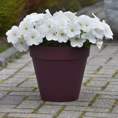 61lqhmvC6xL. AC .jpg