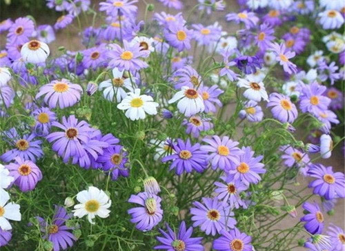 61vPwT4L+hL. AC SL1000 .jpg