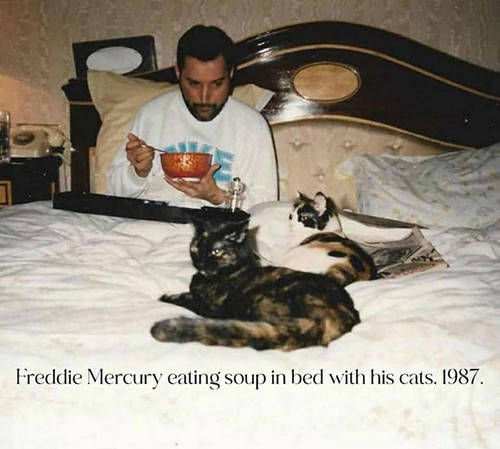 funny cat memes cattosbeingcattos 144 65b36740c2d30 700.jpg