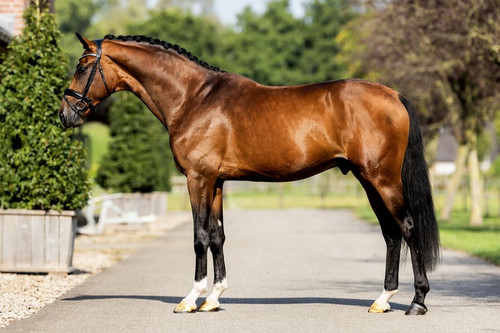 kwpn stallion 4years 162 hh bay dressagehorses hardinxveld giessendam 84670699 7bd7 45dd af7a b8a6cf.jpg