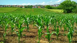 jagung.jpg