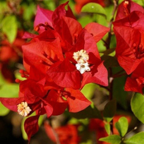 bougainvillea red 1024x1024.jpg