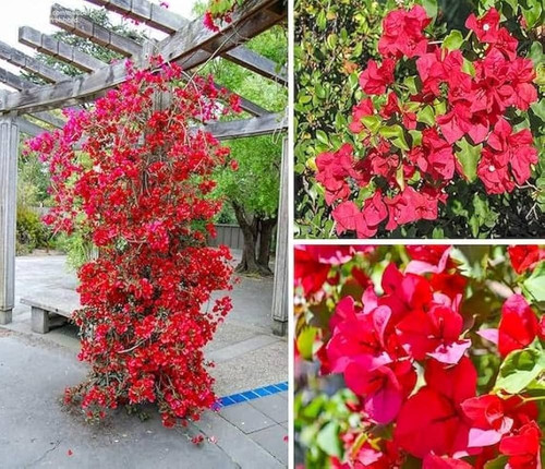 71 lVIOGyrL. AC UF1000,1000 QL80.jpg