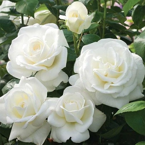 white rose live plant.jpg
