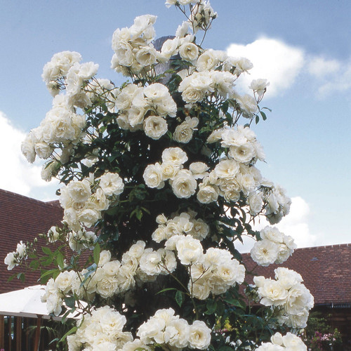 white climbing rose greenparadis.jpg