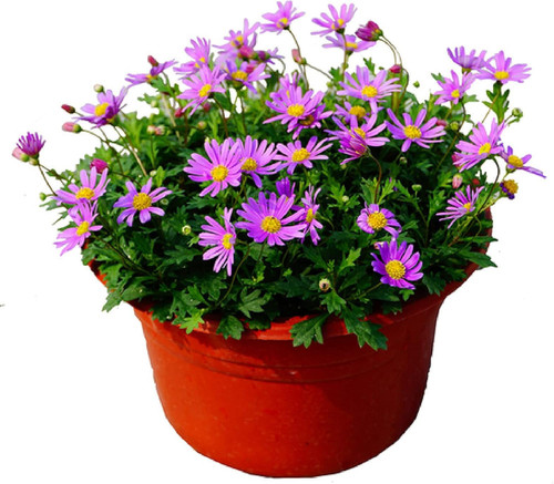 71opmtsGq1L. AC SL1500 .jpg