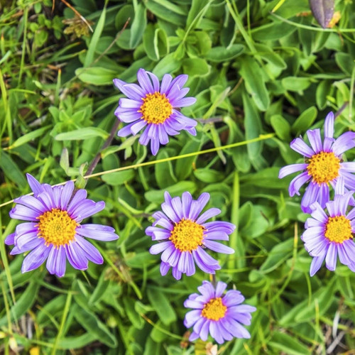 7159VMkHJgL. AC SL1500 .jpg