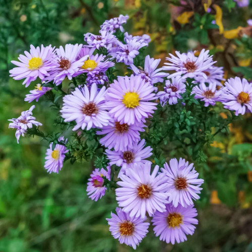 71o58Tgn6NL. AC SL1500 .jpg