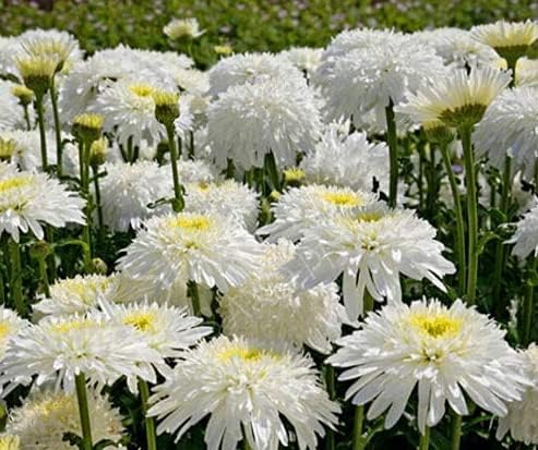 51mLzAPikxL. AC .jpg