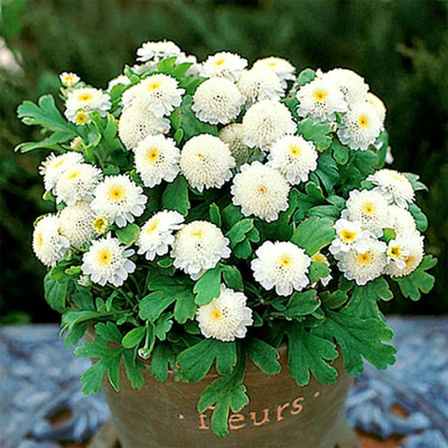 71akLIRZTnS. AC SL1100 .jpg