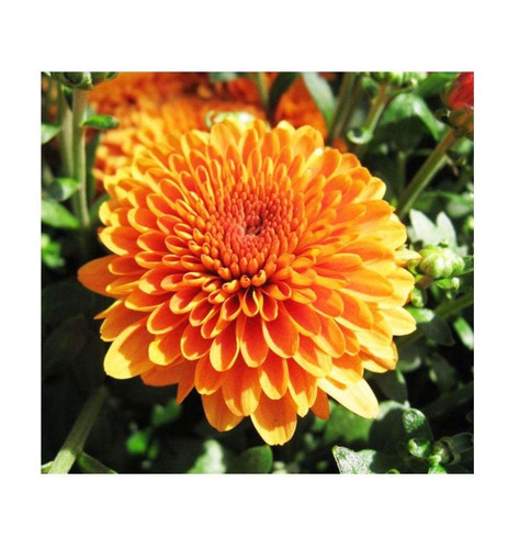 61S6zMJEYEL. SL1003 .jpg