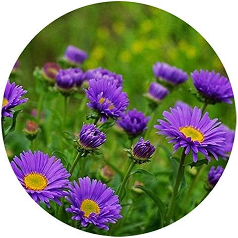 514buVy2SWL. AC .jpg