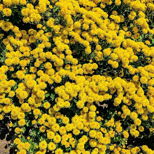 9182y2rEdsL. AC SL1500 .jpg