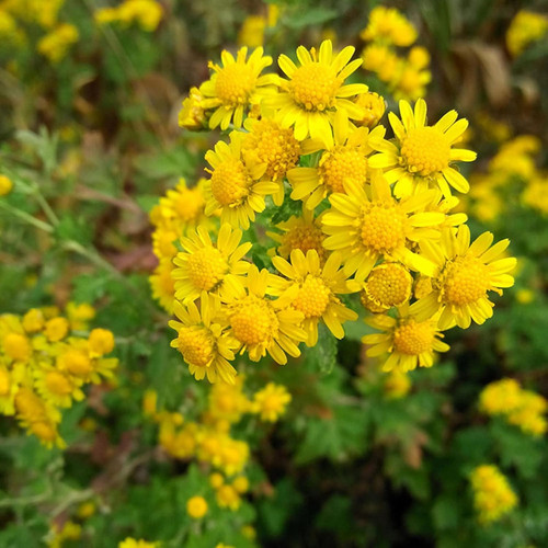 71Rh5xkRe4L. AC SL1500 .jpg