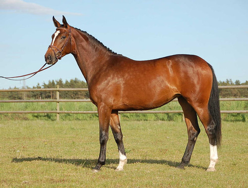 HD wallpaper bay warmblood chestnut warmblood dutch horses.jpg