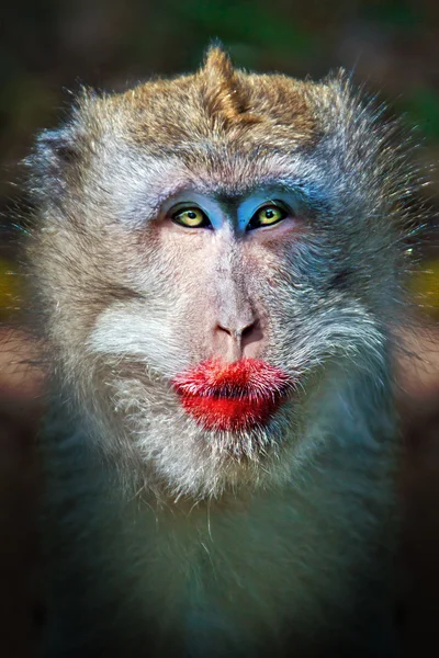 depositphotos 70257163 stock photo funny monkey with a red.webp