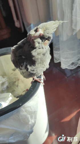 1764998058298 540x960.gif