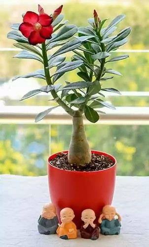 51FzTp sRrL. AC UF1000,1000 QL80.jpg