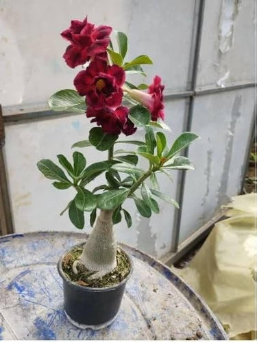 6138TCjlAcL. AC UF1000,1000 QL80.jpg