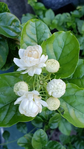 Bal Flower Belful Mogra Plant A.jpg