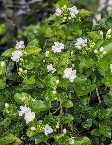 71UrSfaWcmL. AC UF1000,1000 QL80.jpg