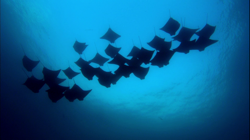 vlcsnap 2025 12 06 18h48m42s385.png