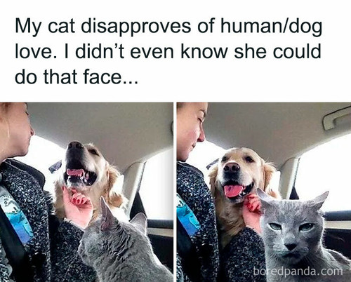 funny dog memes dogmemesofinsta 31 66e157e0b6c6c 700.jpg