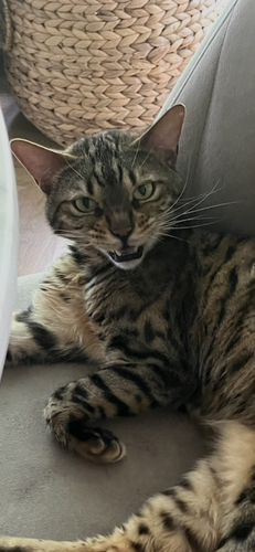 f57602cf 3567 4e0c 91e4 0ec4642f0fc2.png