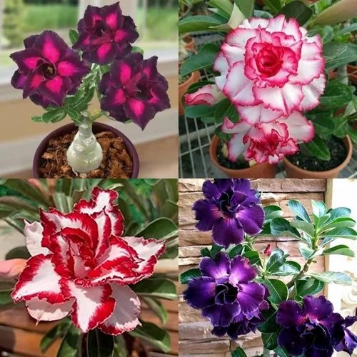 adenium plant combo pack of 4 4.jpg